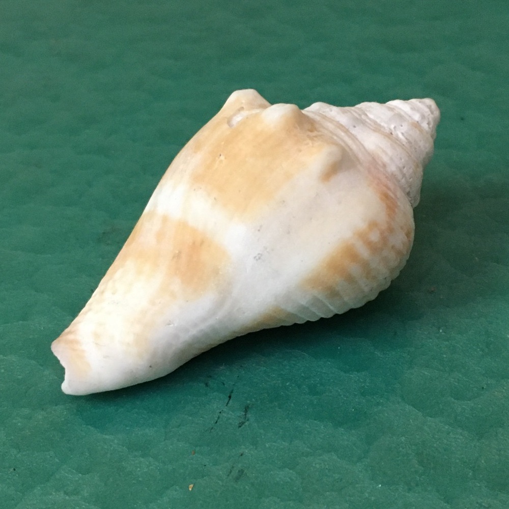 Sally Sells Seashells - Picture 3 of 3